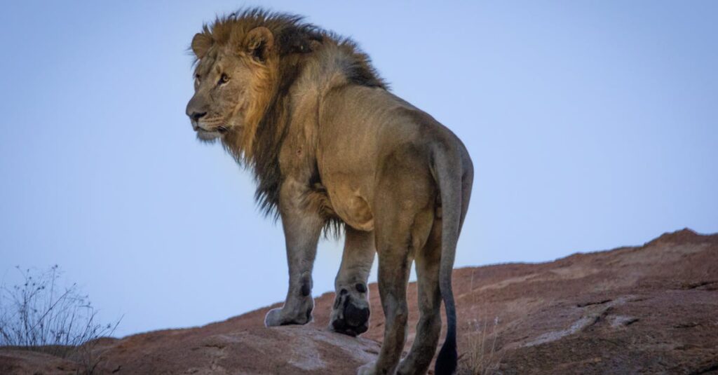 A regal male lion stands on a rock, showcasing its majestic mane in the African wilderness.