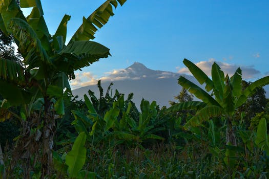Banana trees with Mount Meru in the background, Arusha, Tanzania. Scenic view of agriculture and nature.