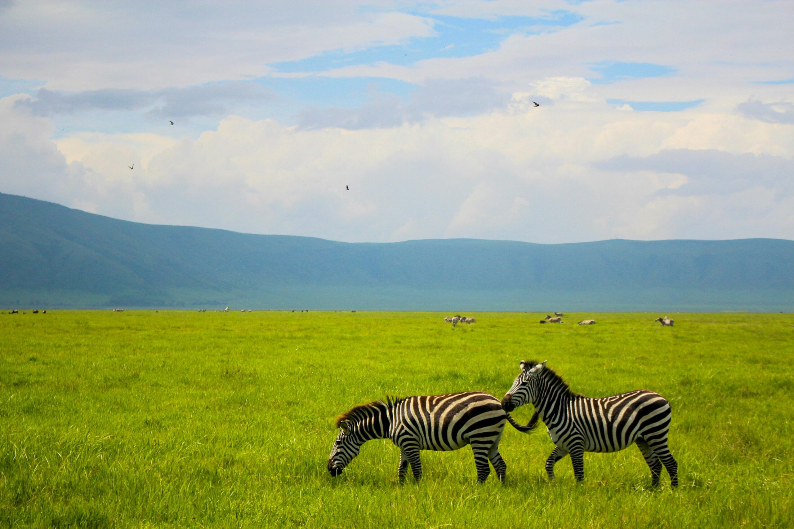 Two zebras grazing on lush grassland in Ngorongoro Crater under a bright sky.