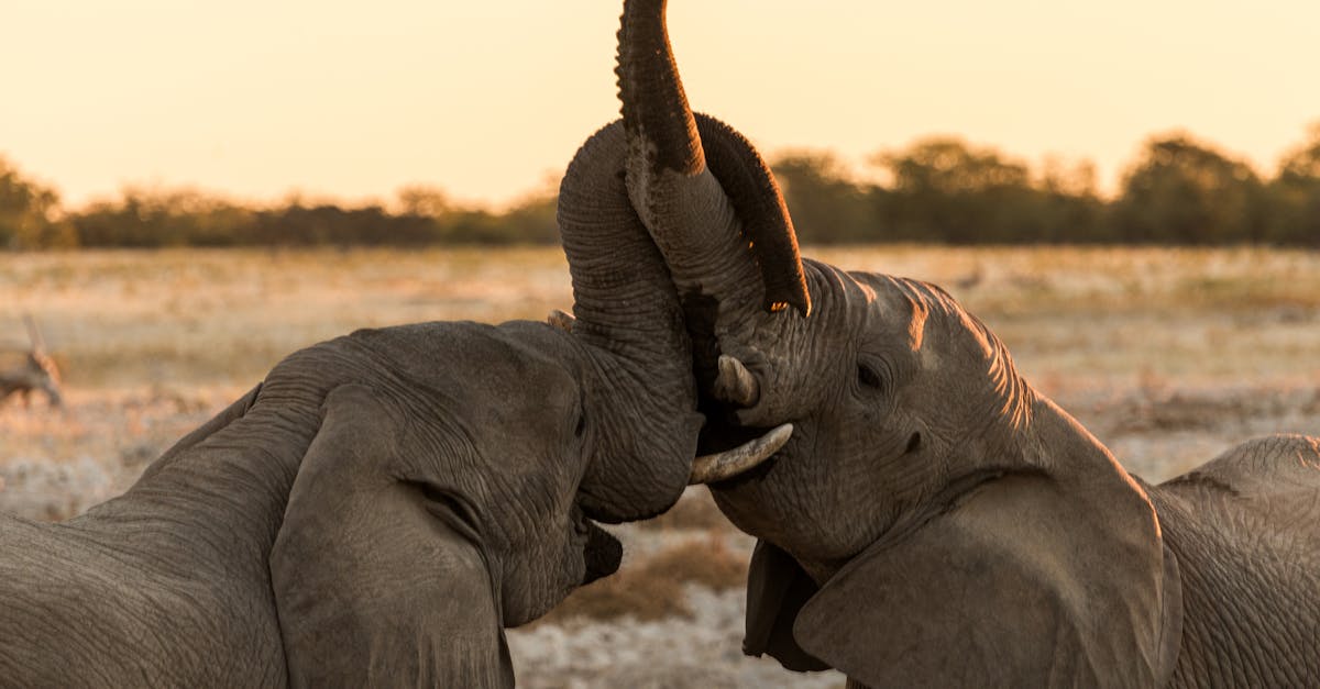 Two African elephants playfully engage, showcasing natural behavior in a serene outdoor setting.