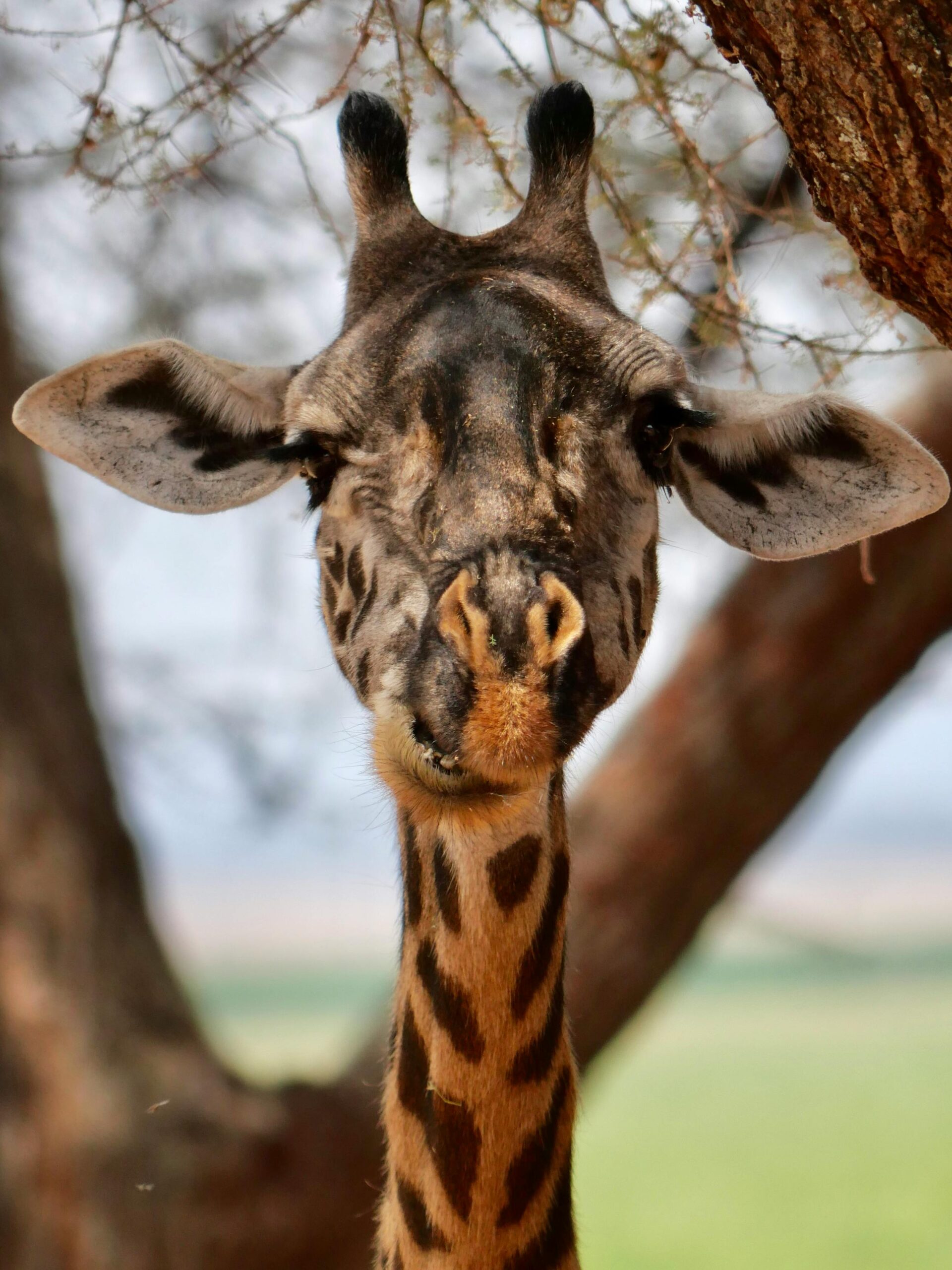 A detailed close-up of a giraffe in the wild at Tarangire National Park, Tanzania.